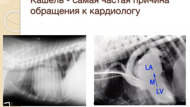 комолов ветмедин10