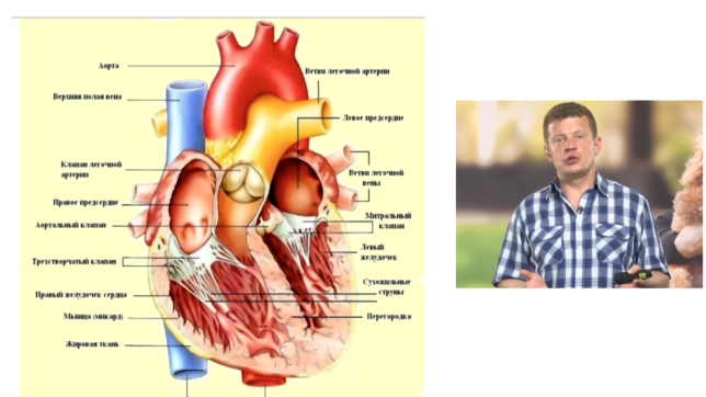 Гемодинамика