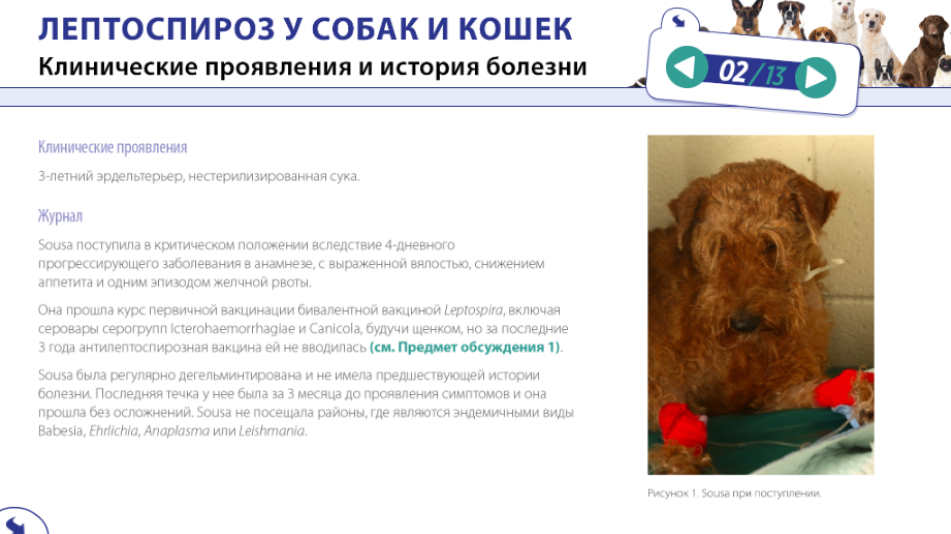 Лептоспироз-кейс