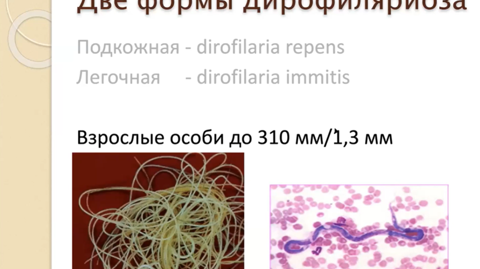 комолов ветмедин6